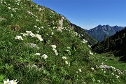 87 Anemoni narcissini anche in Val Vedra